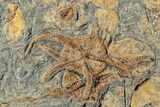 Plate With Three Fossil Brittle Stars (Ophiura) - Morocco #233114-2